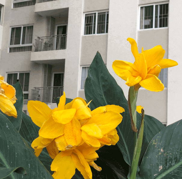 Importance of amenities in our residential society